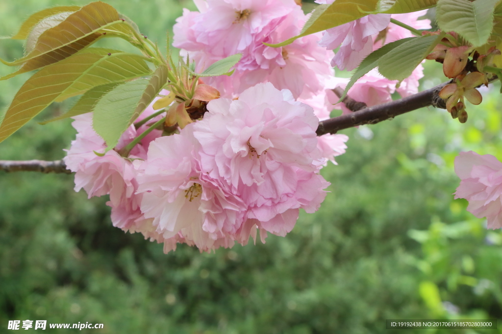 樱花