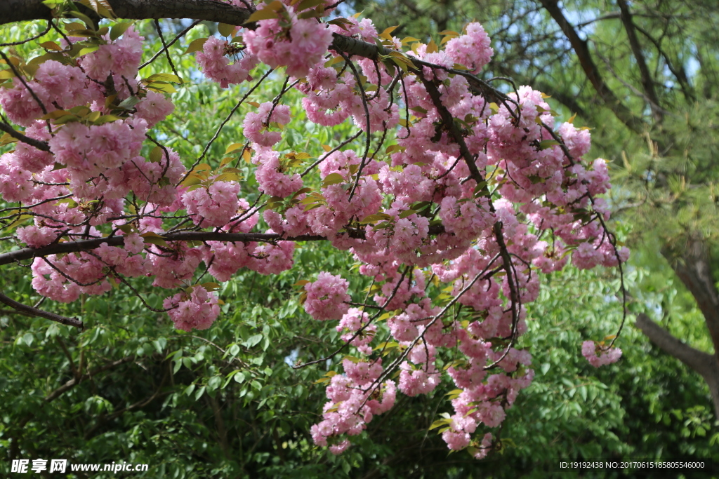 樱花