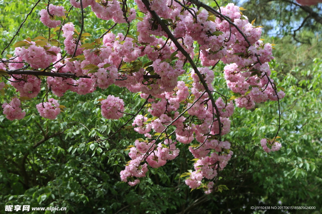 樱花