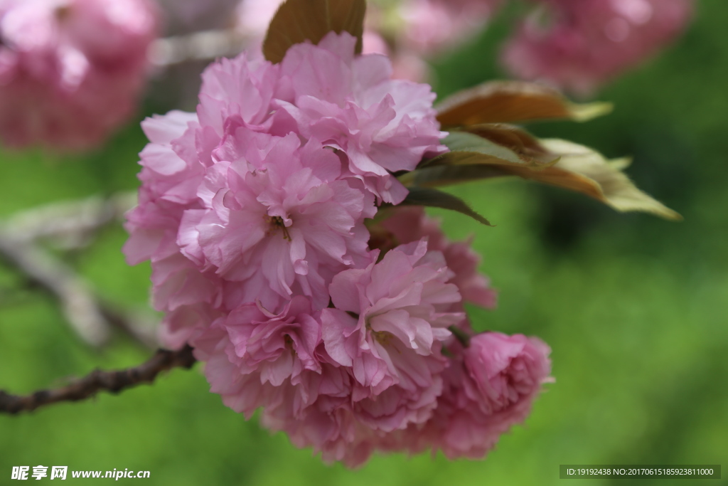 樱花