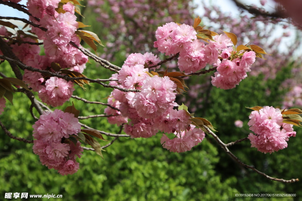 樱花