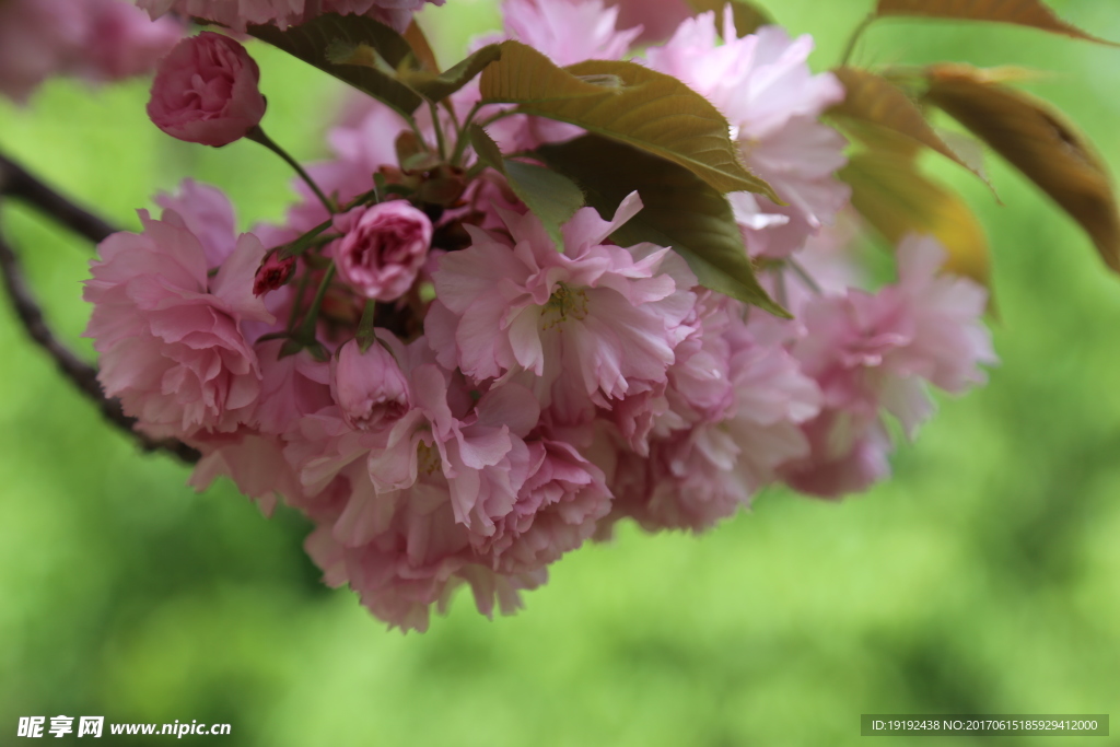 樱花