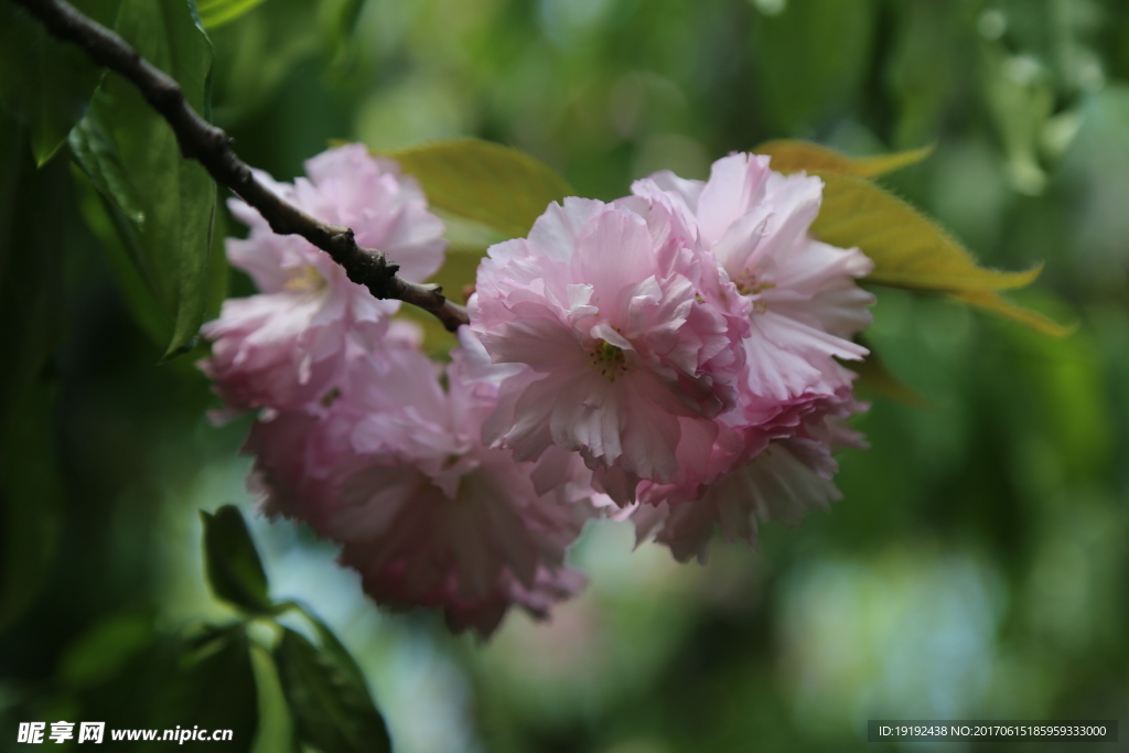 樱花