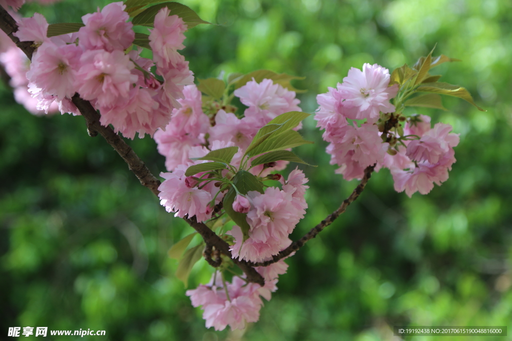 樱花