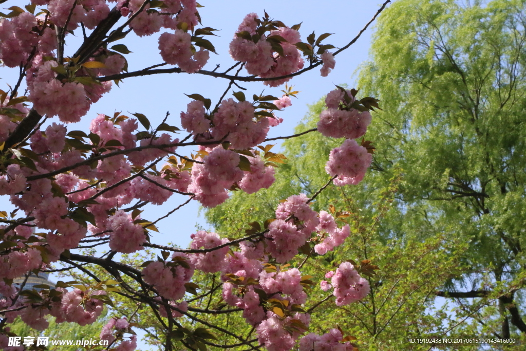 樱花