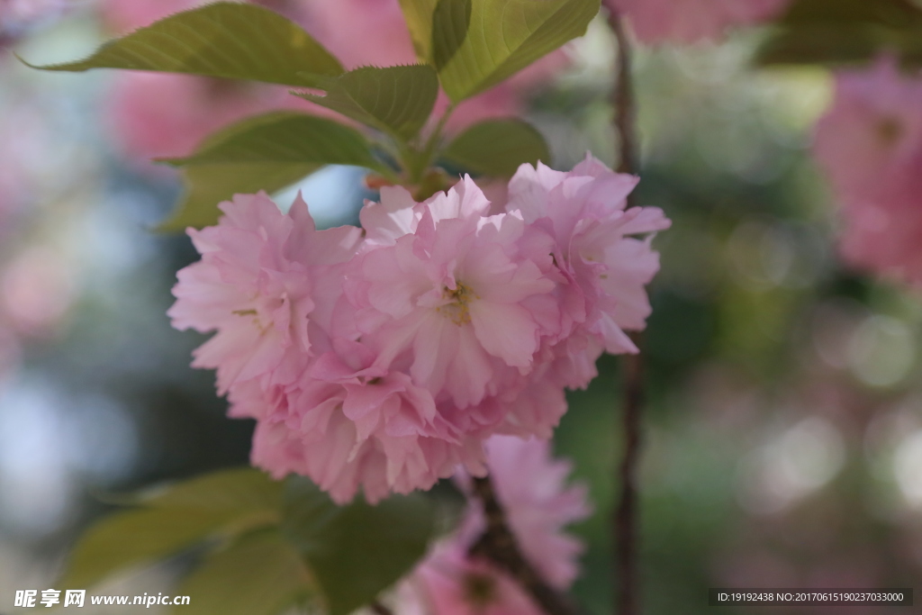 樱花