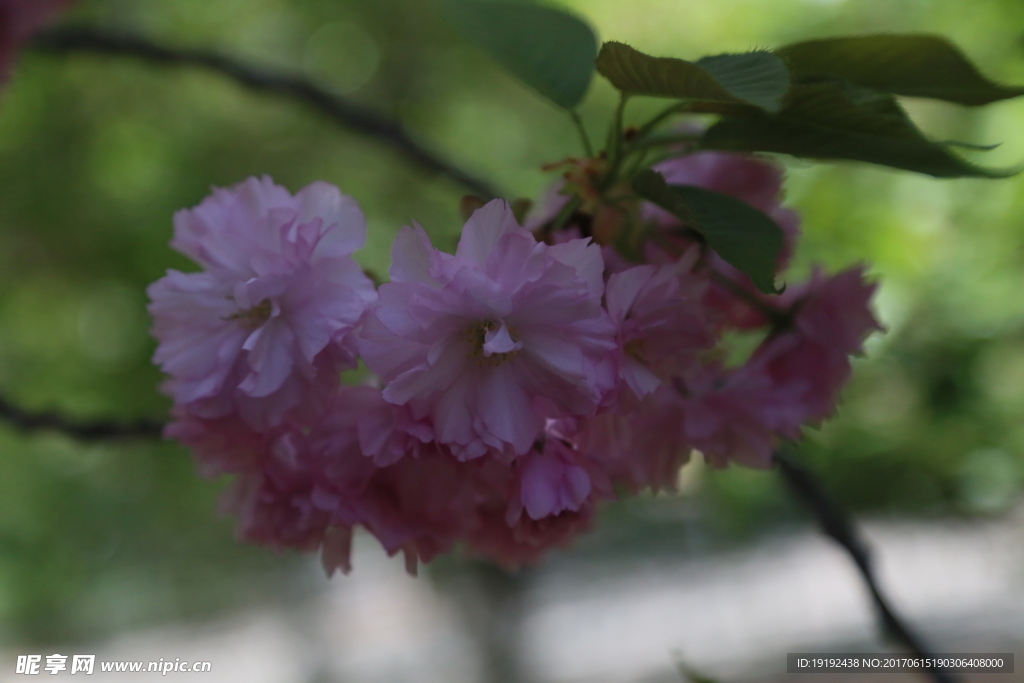 樱花