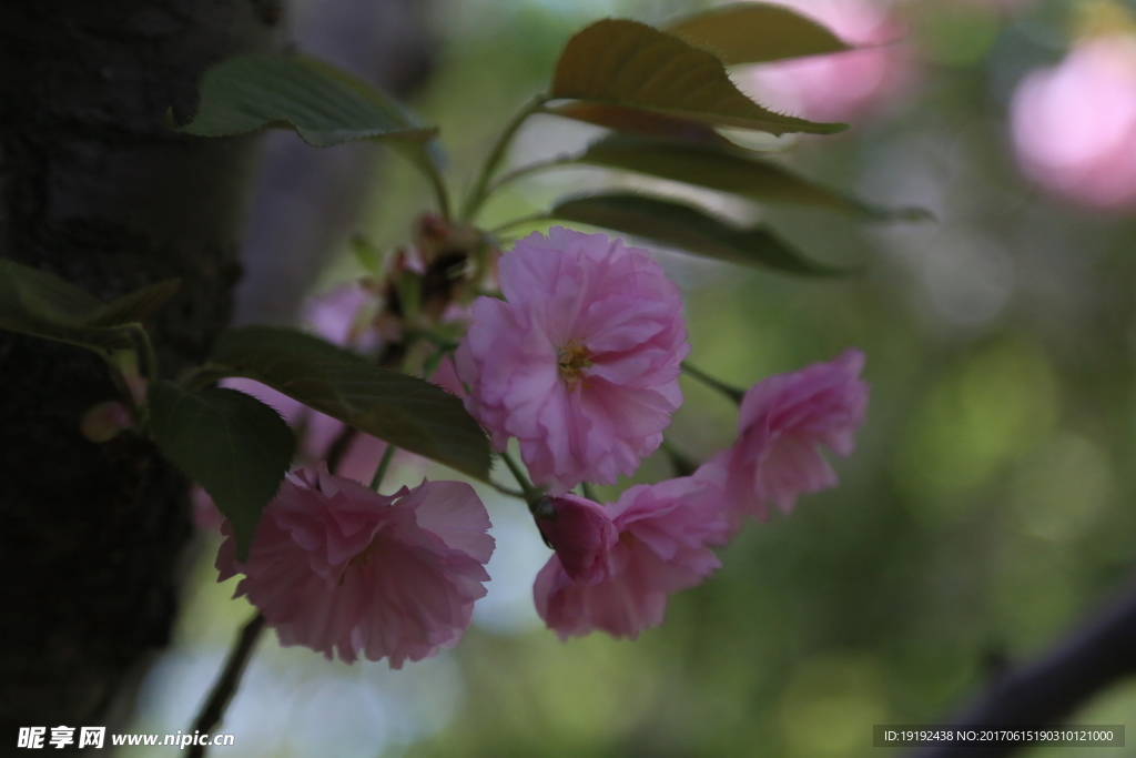 樱花