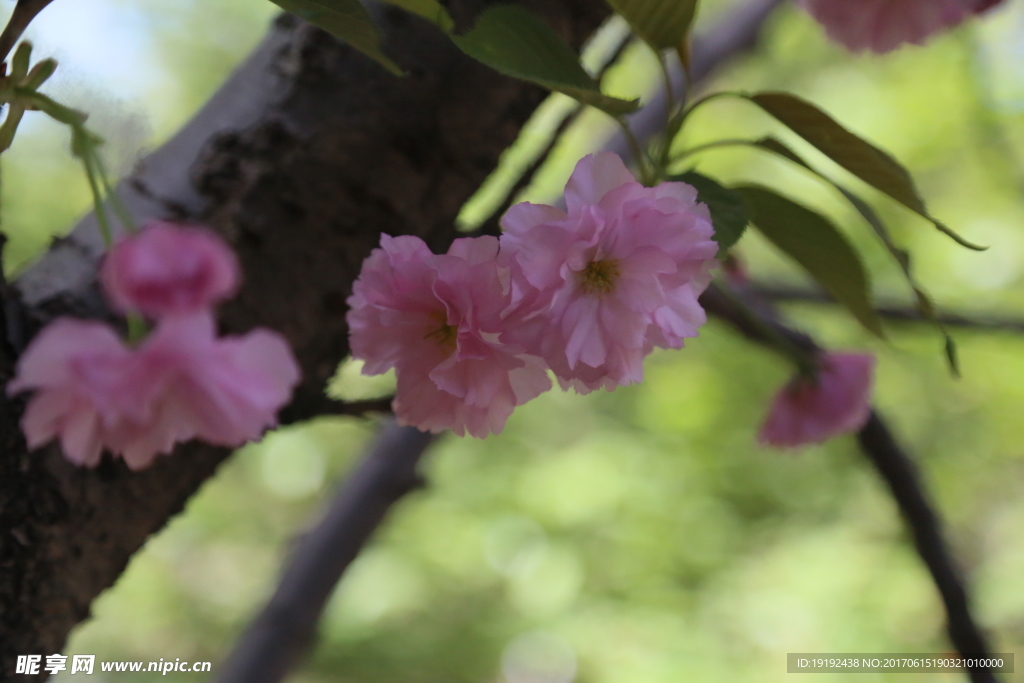 樱花