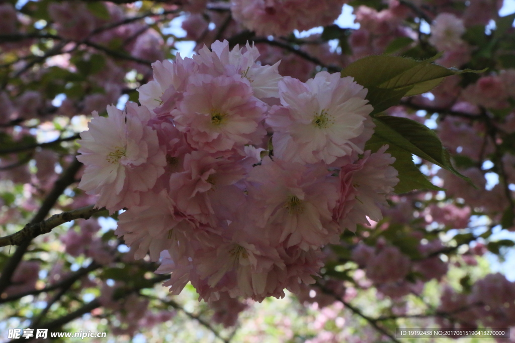 樱花
