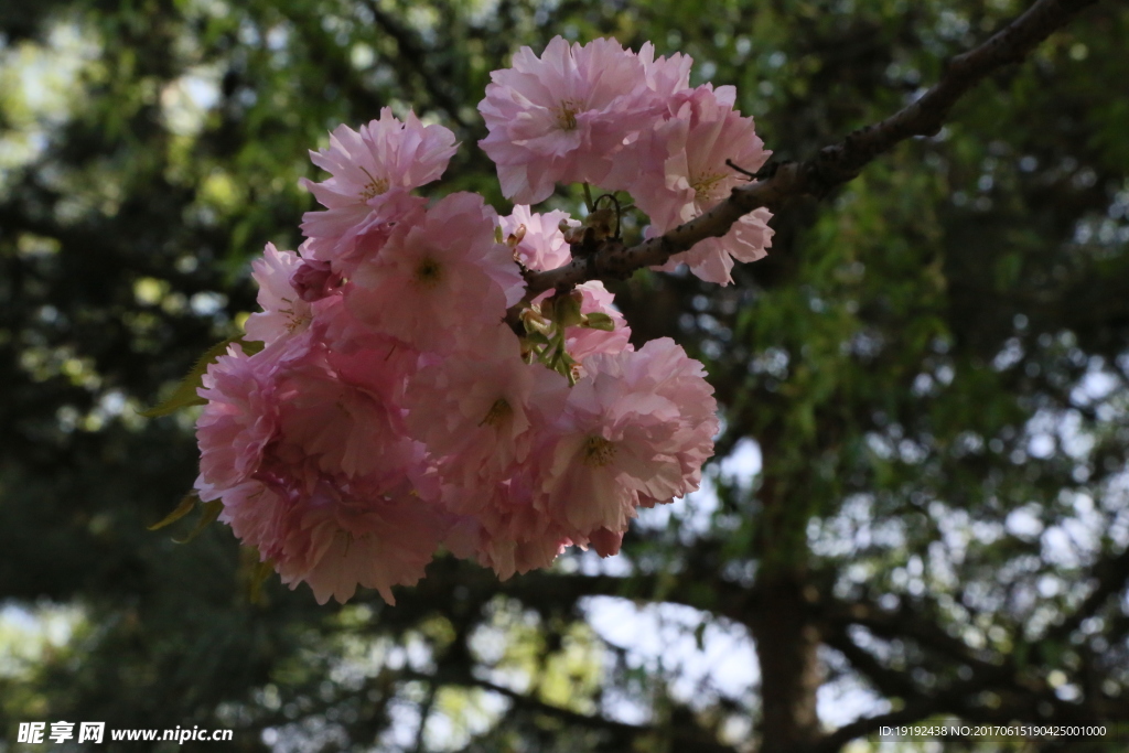 樱花