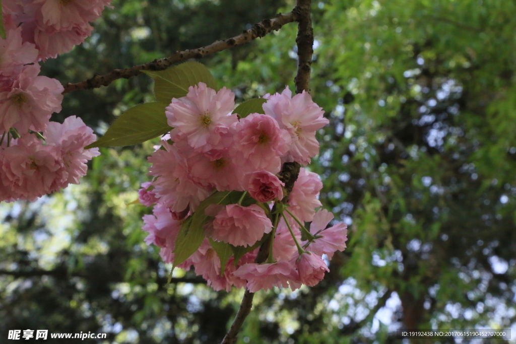 樱花