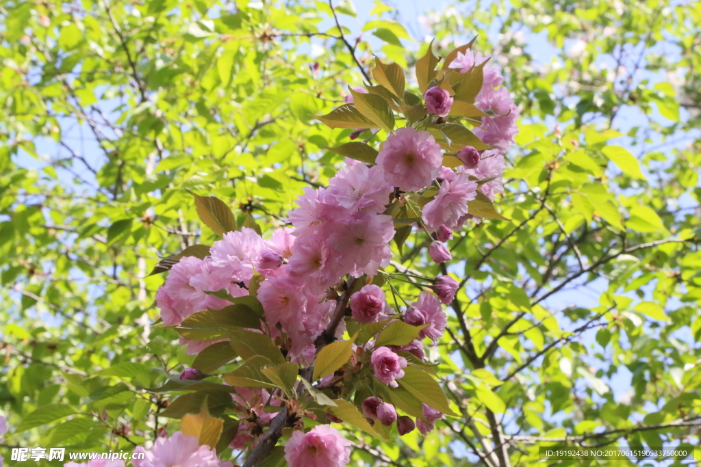 樱花
