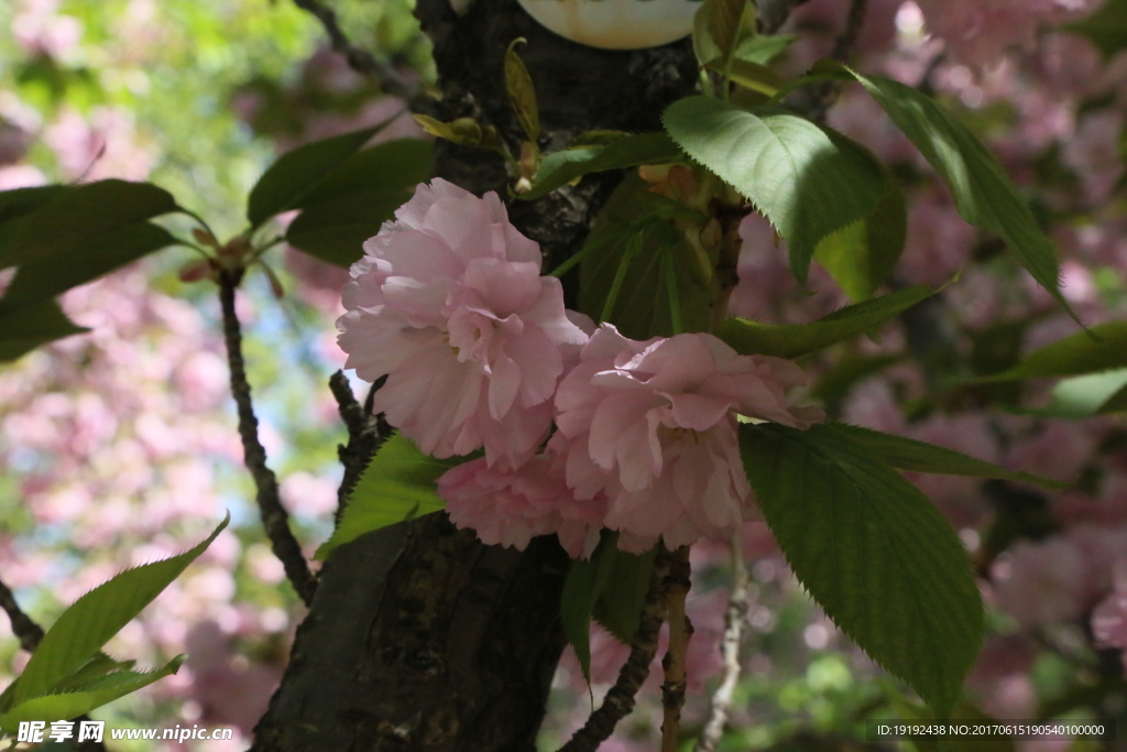樱花