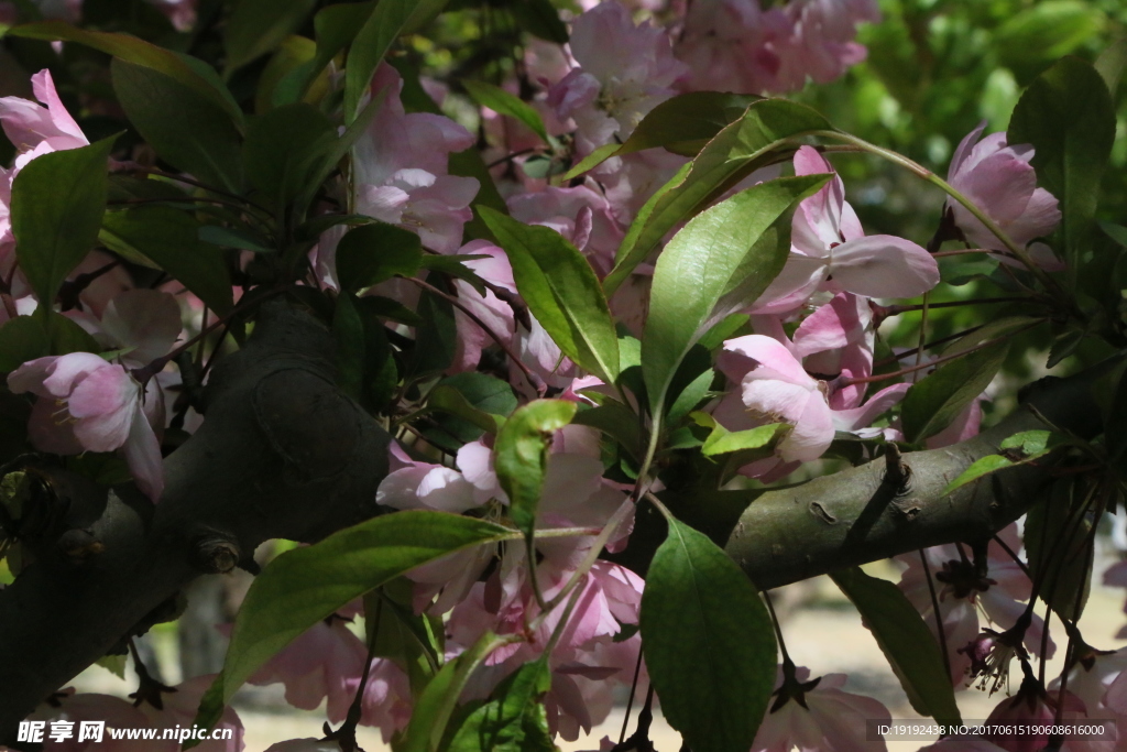 樱花