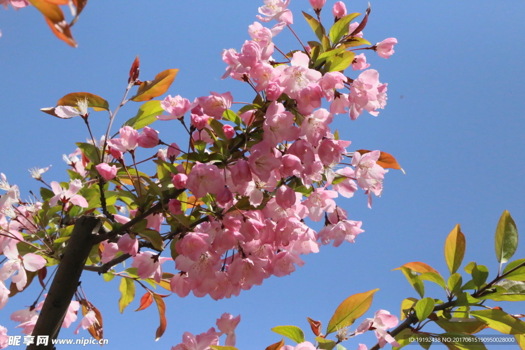 樱花