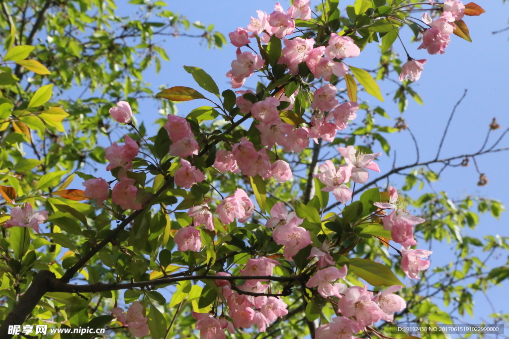 樱花