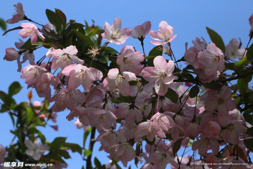 樱花
