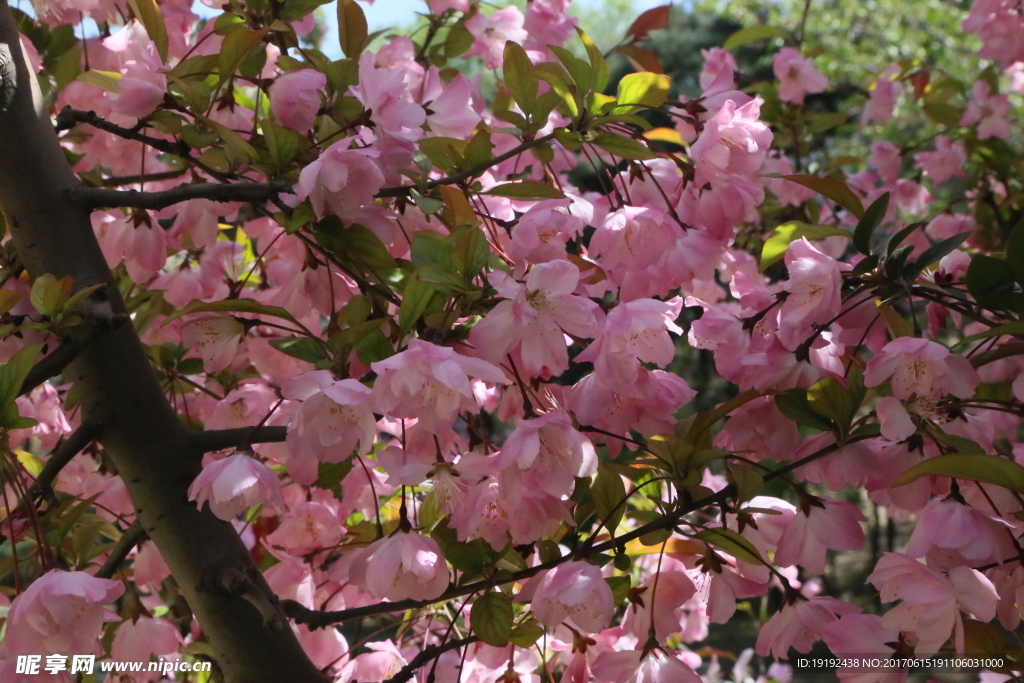 樱花