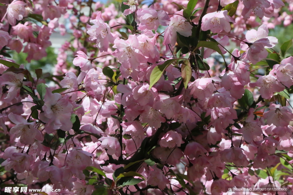 樱花