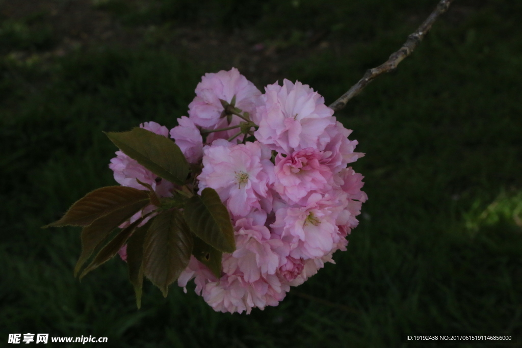 樱花
