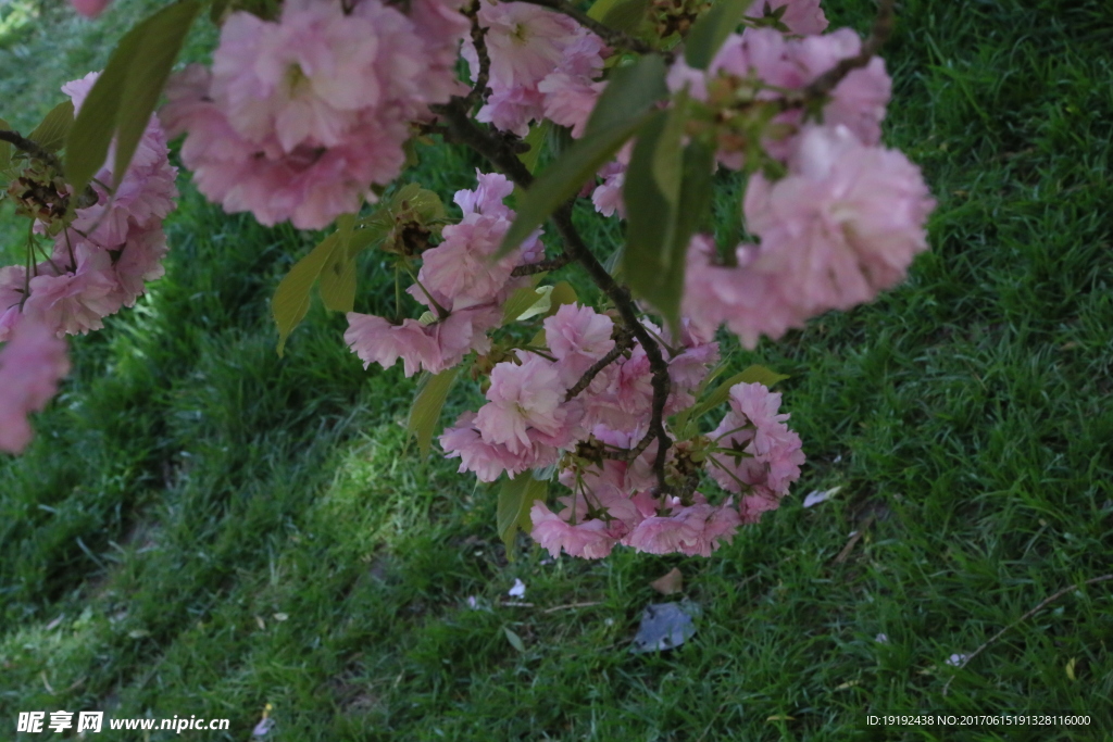 樱花