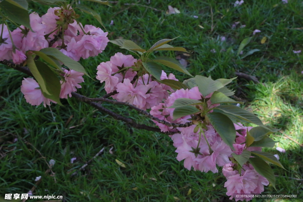 樱花