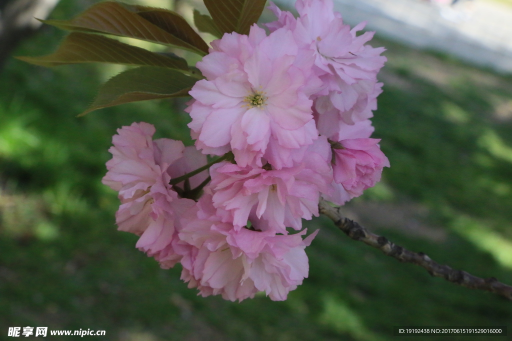 樱花