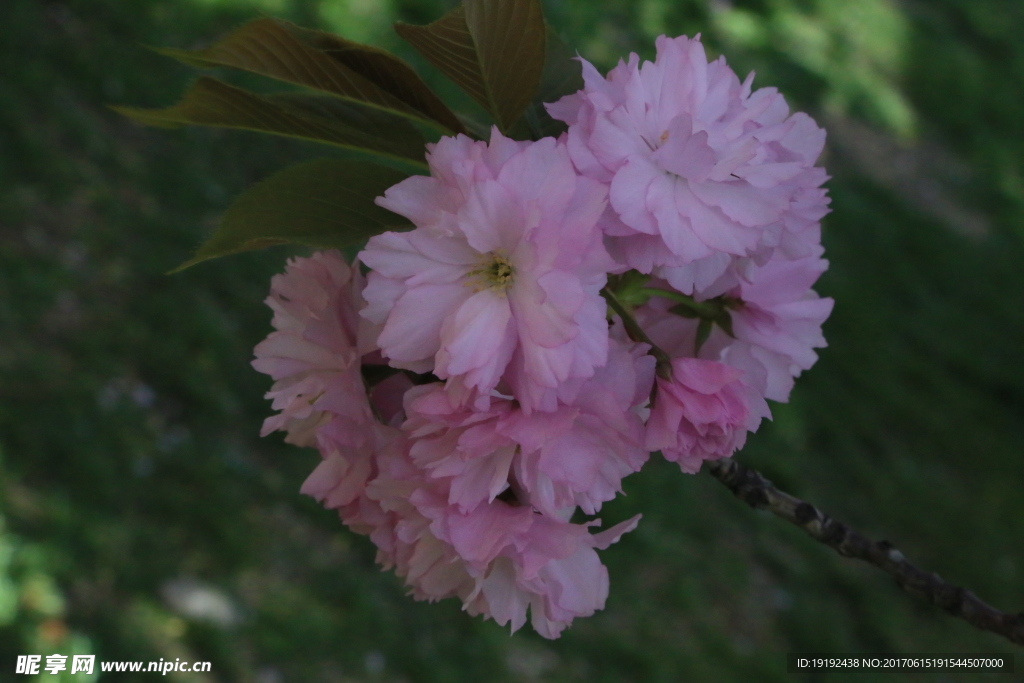 樱花