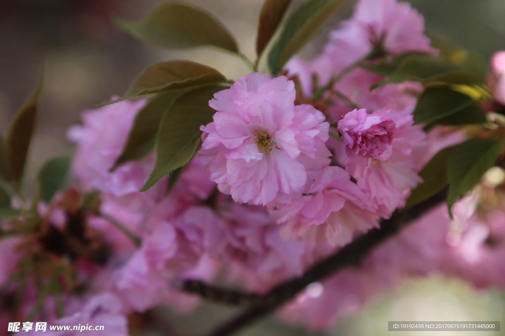 樱花