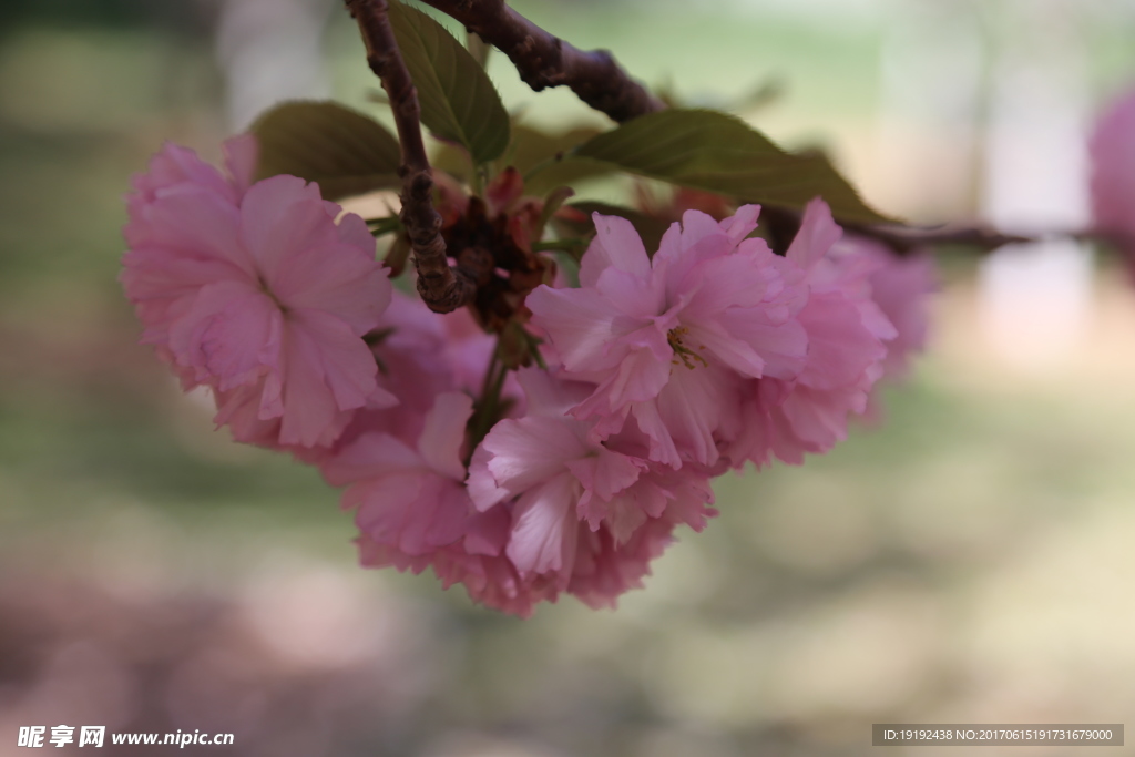 樱花