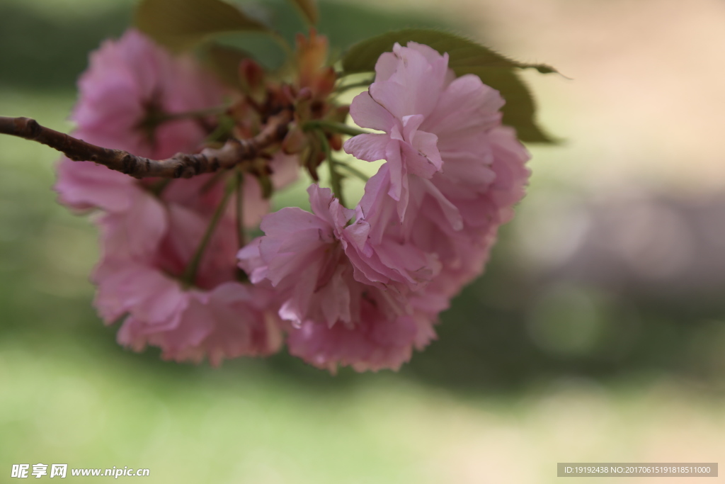 樱花