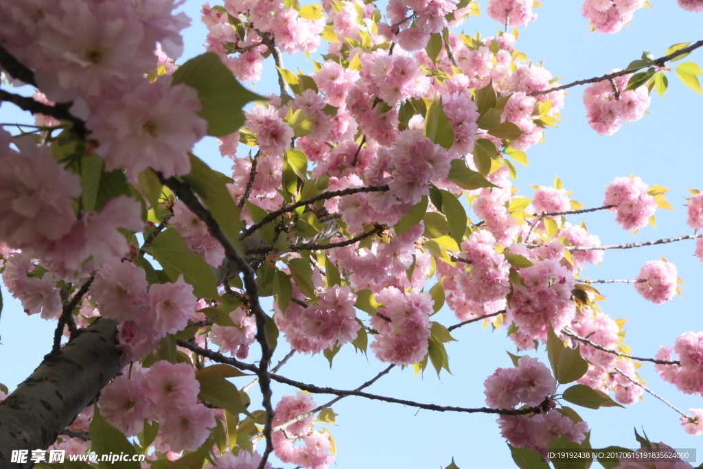樱花