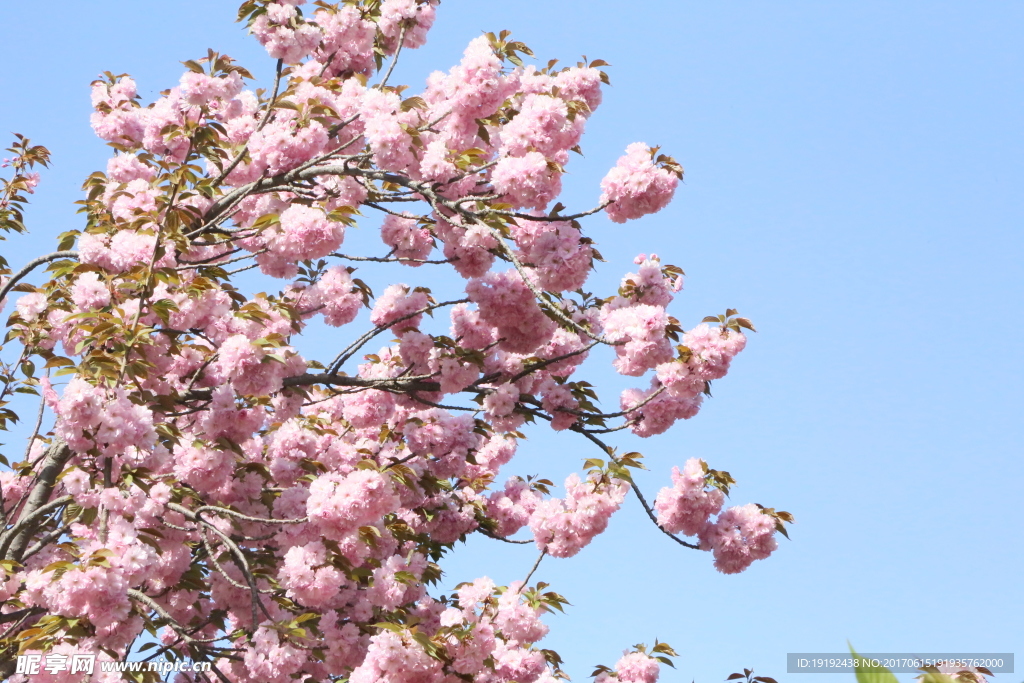 樱花