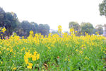 油菜花地