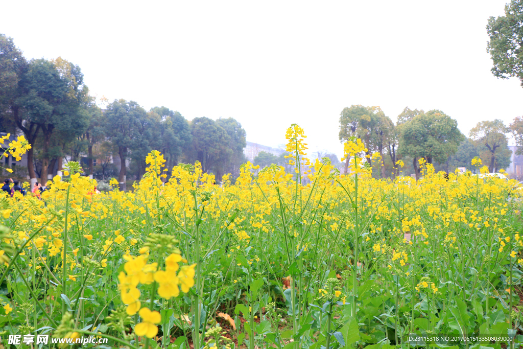 油菜花地