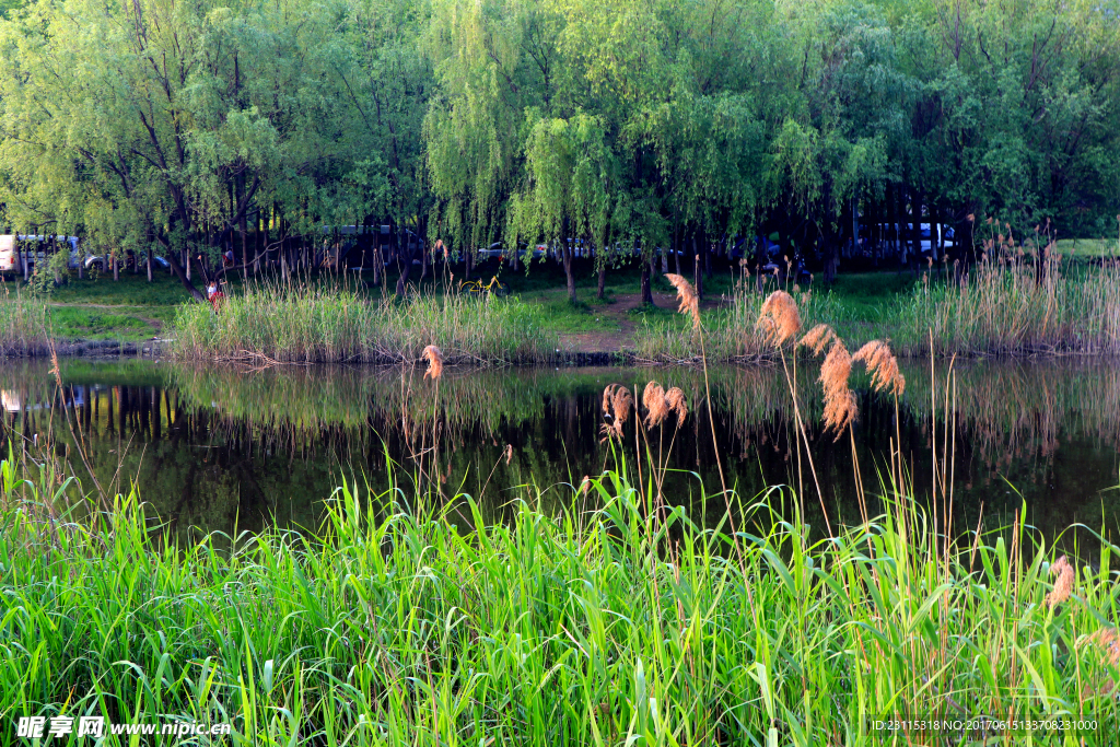 下沙沿江湿地