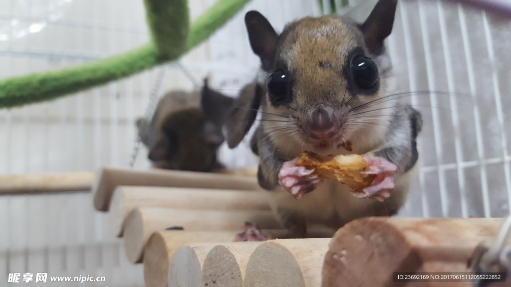菲鼠