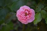 粉色玫瑰花