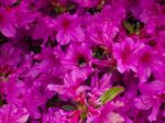 春季杜鹃花