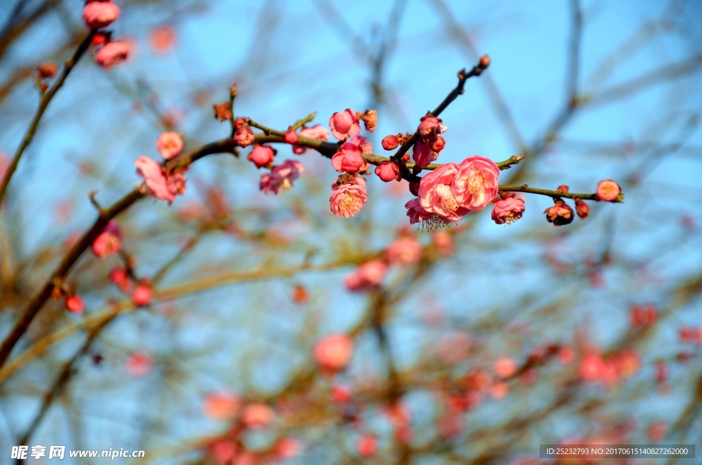 红色梅花枝
