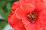 月季花 小蜜蜂
