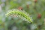 狗尾巴草