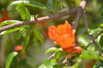 石榴花