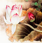 荷花 国画