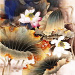 荷花 工笔画