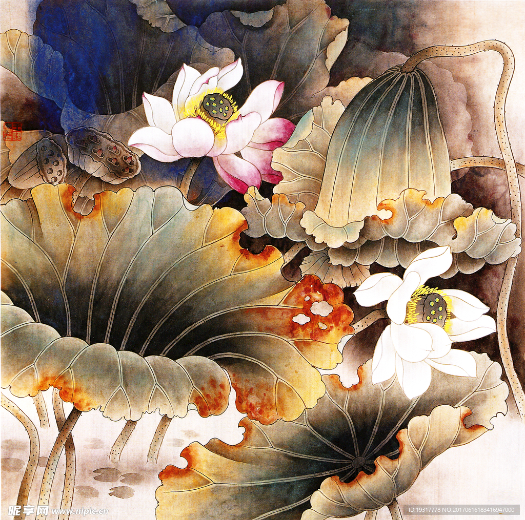 荷花 工笔画