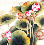 国画荷花