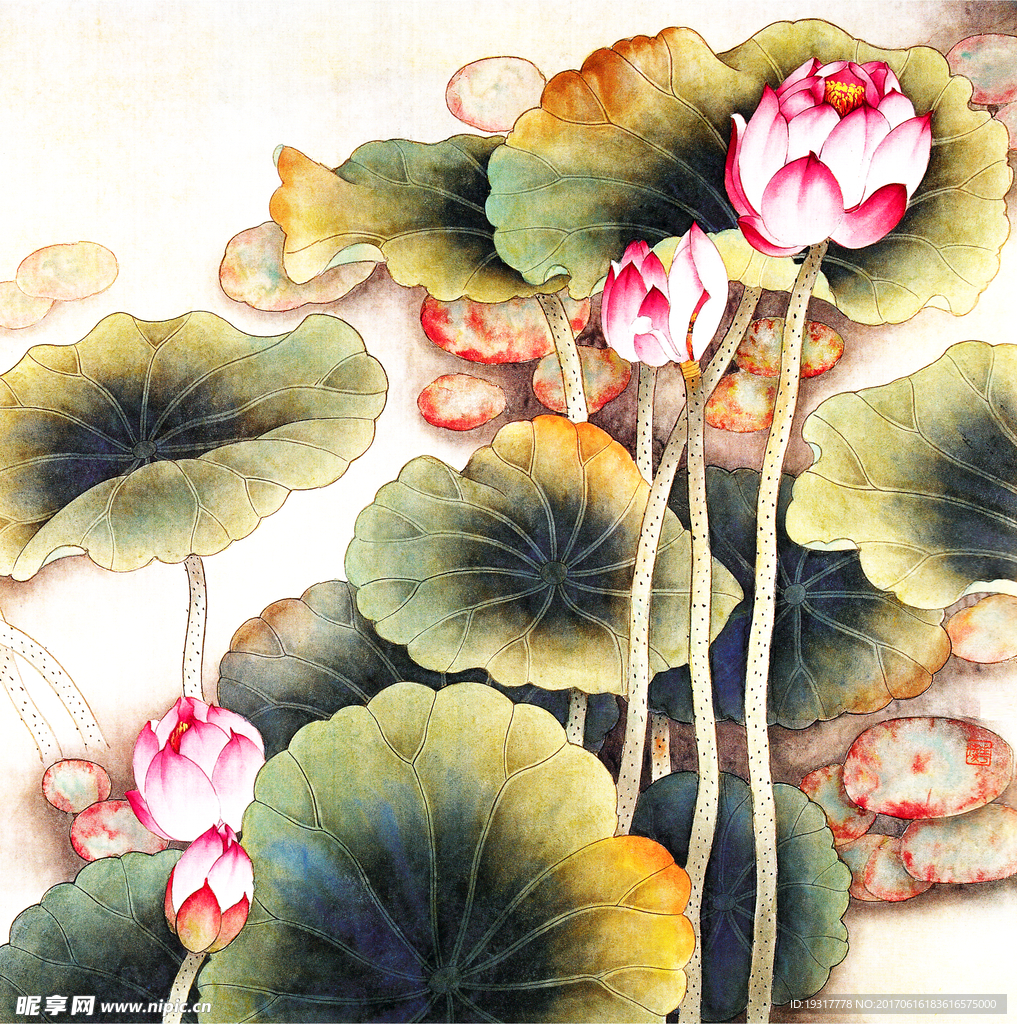国画荷花