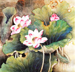 无框画荷花 装饰